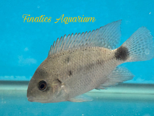 One Vieja Argentea Silver Cichlid Approx 2” T229