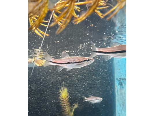 Blue Line Rasbora Fish (T18) (T35)