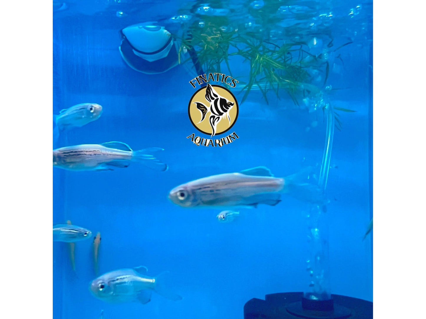 Longfin Blue Danio