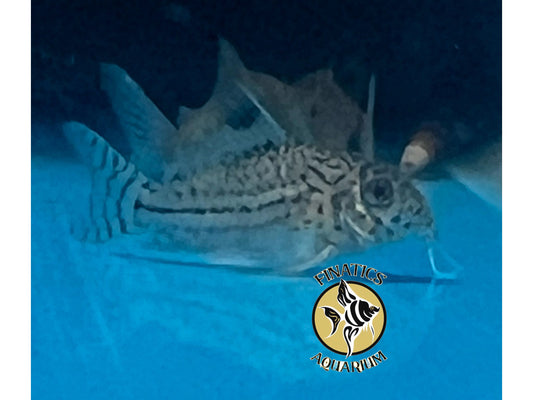 One Julii Cory Catfish Approx 3/4-1” T73