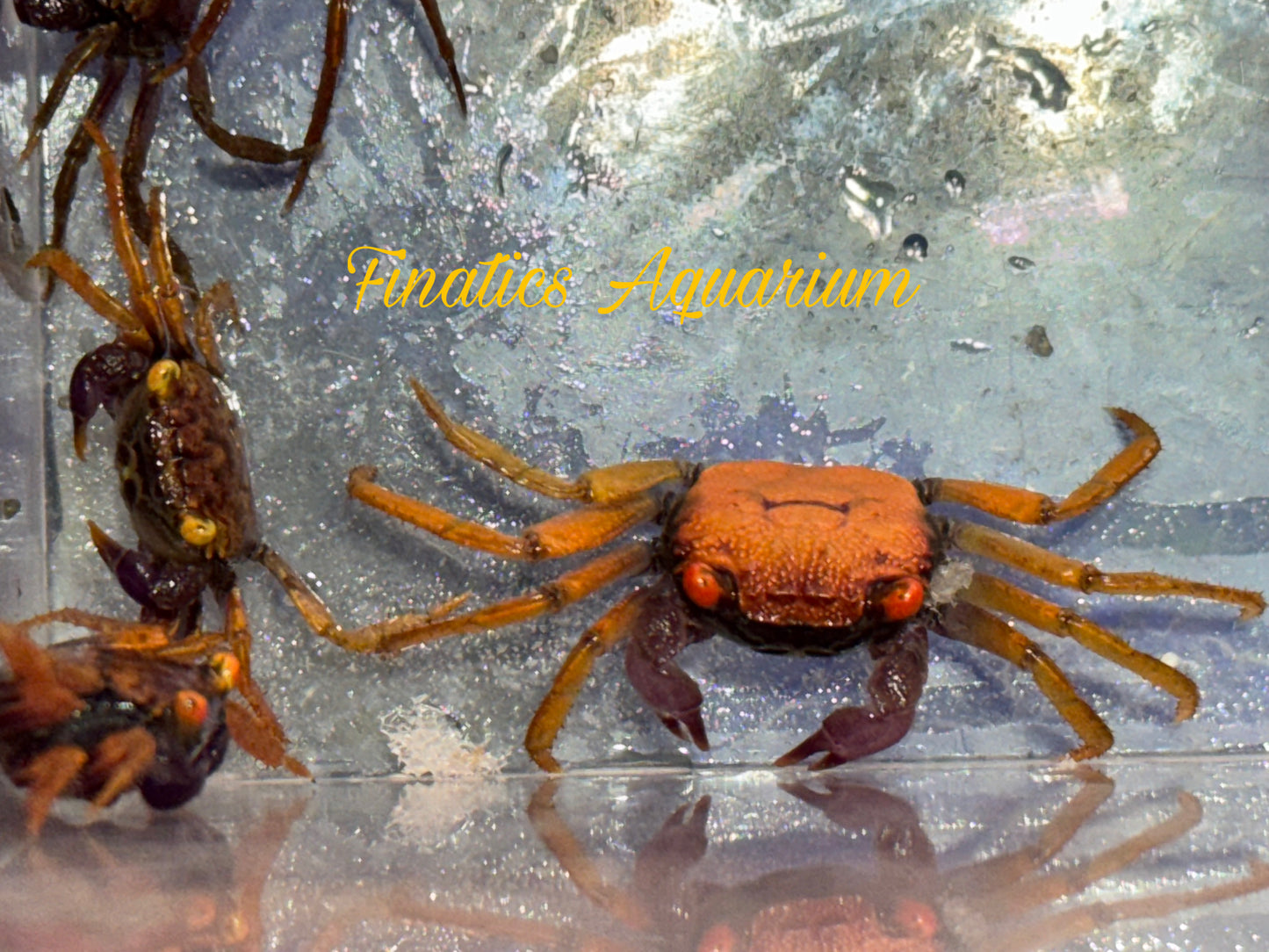 Orange Rainbow Vampire Crab - Freshwater (Geosesarma tiomanicum)