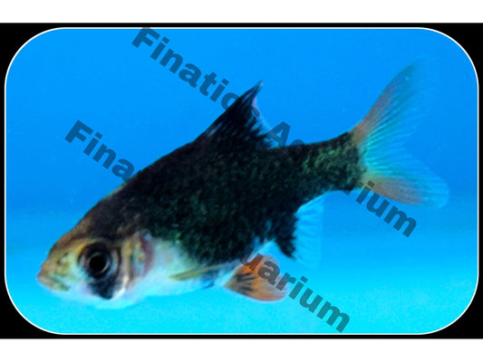 One Blue Velvet Tiger Barb T73 Approx 1"
