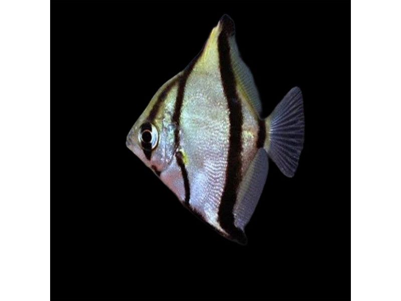 One Mono Sebae Fish Freshwater Approx 2-2.5”