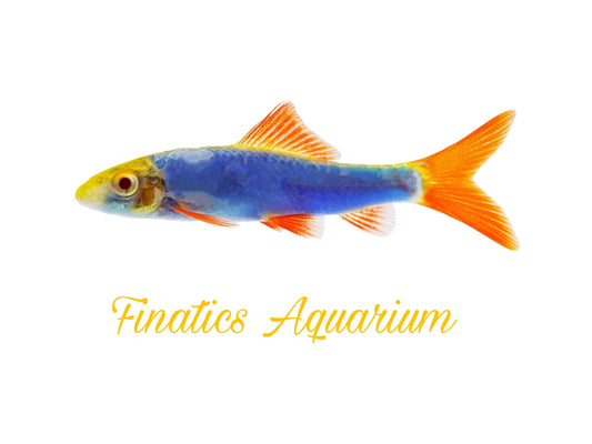 One Glofish Cosmic Blue Shark-Fish Approx 2” T132