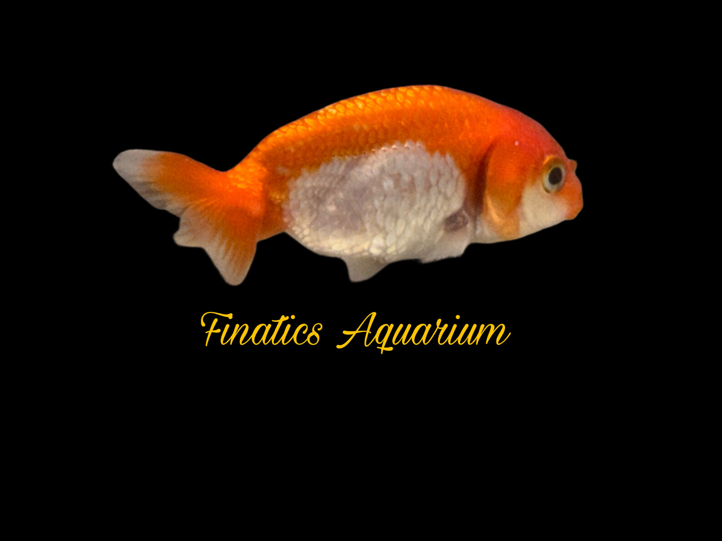 One Lion Head Ranchu Goldfish Approx 2” WYSWYG r2037