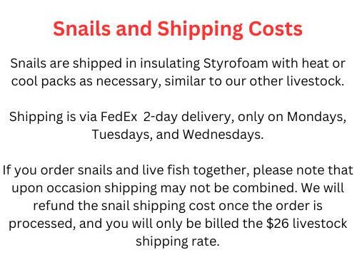 Albino Silver Arowana Approx 9"