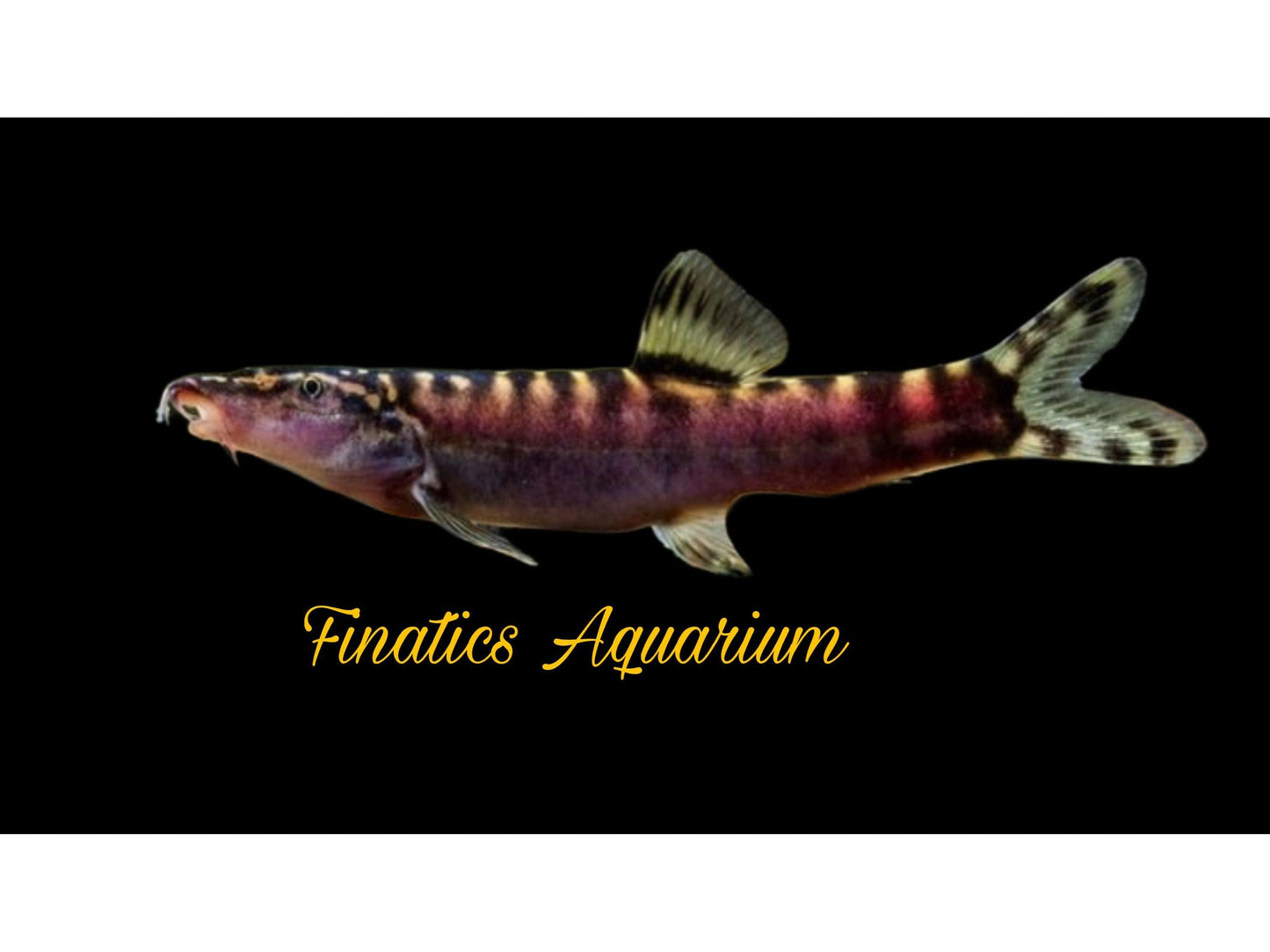 One Guilin Loach (Leptobotia guilinensis) Approx 2-3” T137