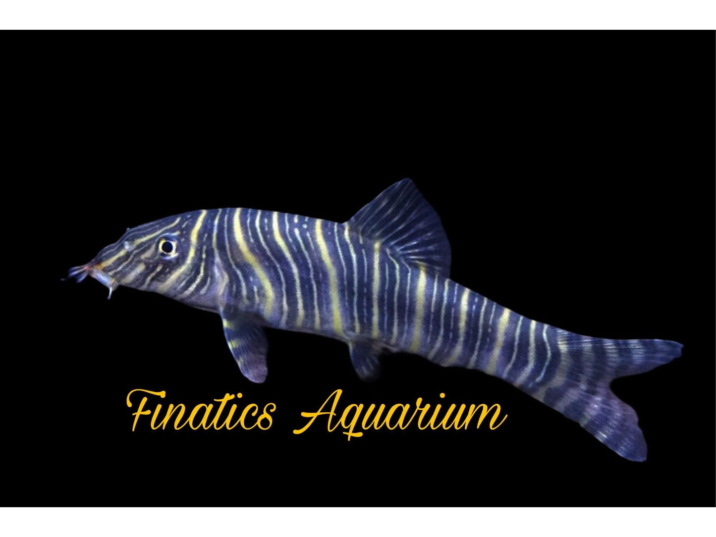 One Zebra Loach Approx 1.5-2” T138