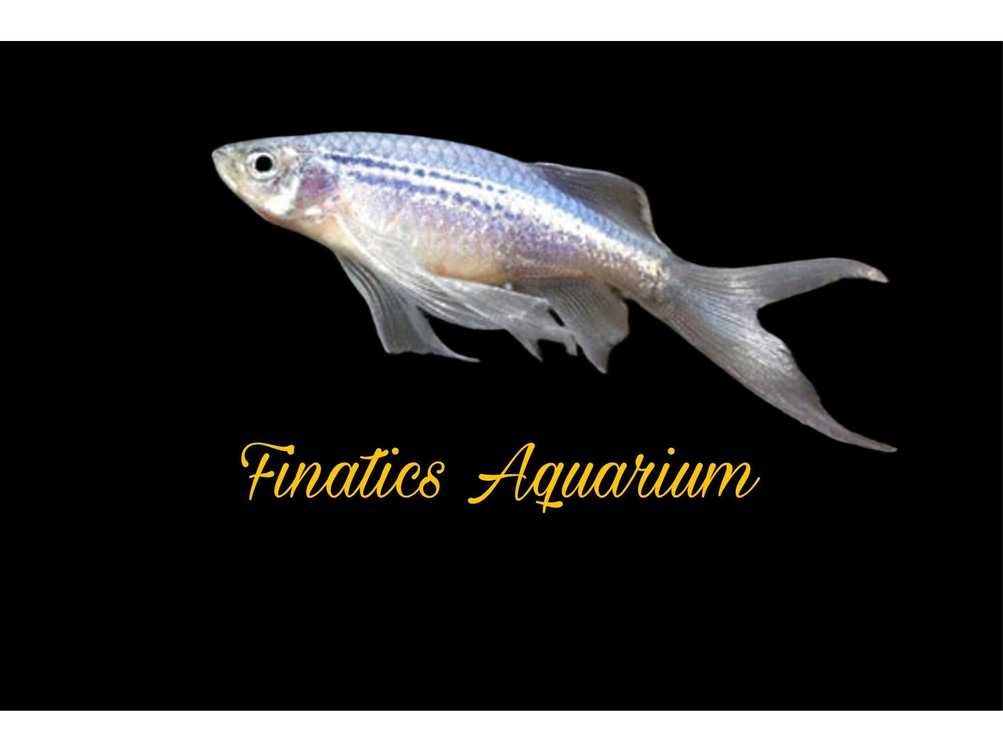 One Longfin Blue Danio Approx 1” T61