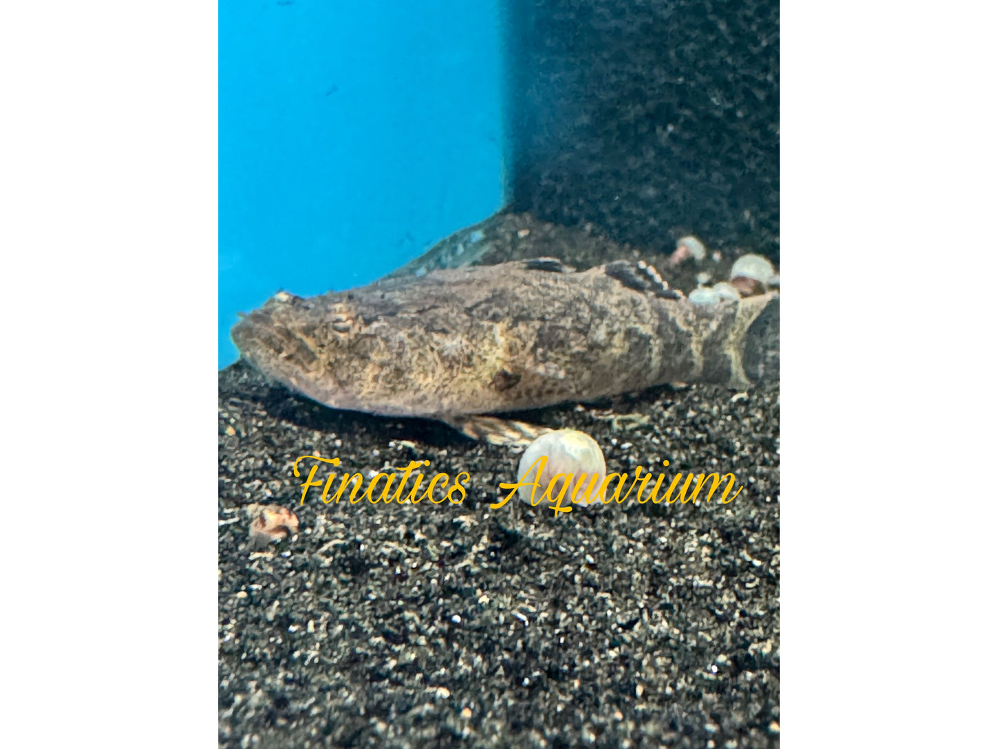 One Mogurnda Sand Goby Approx 2 - 2.5” #269
