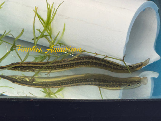 One Striped Peacock-Eel Freshwater 4-5” T106