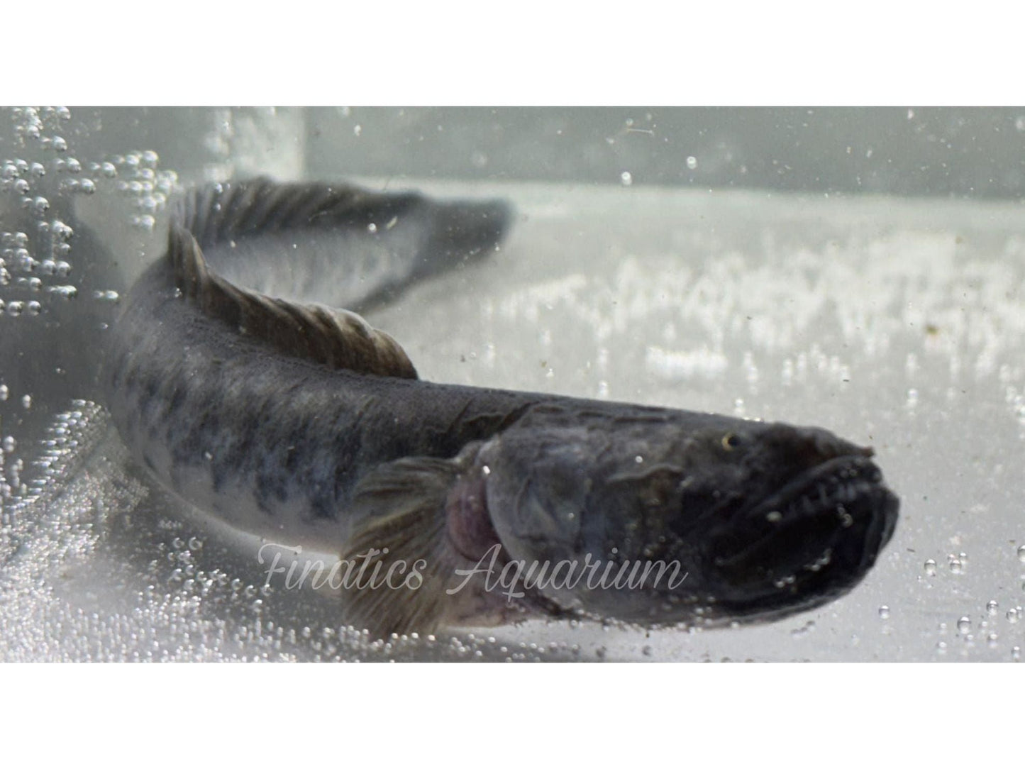 Blue-Violet Dragon Goby - Freshwater Gobioides Broussonnetii Approx 4-5” T43