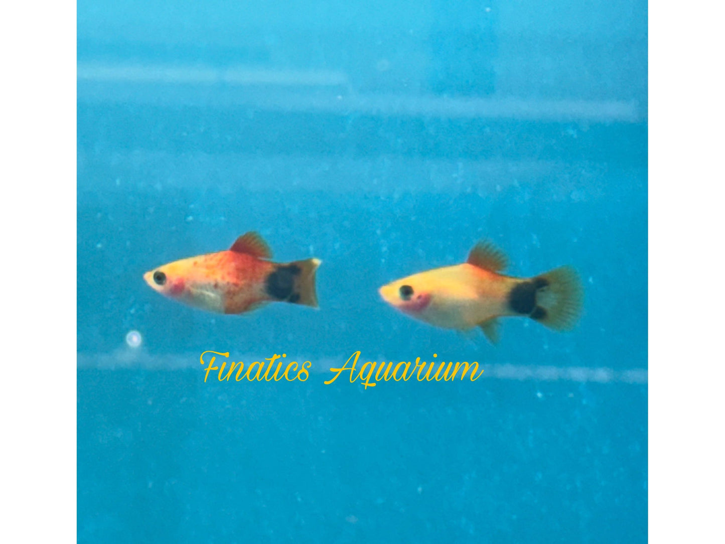 One Gold Mickey Mouse Platy Approx 1” T52