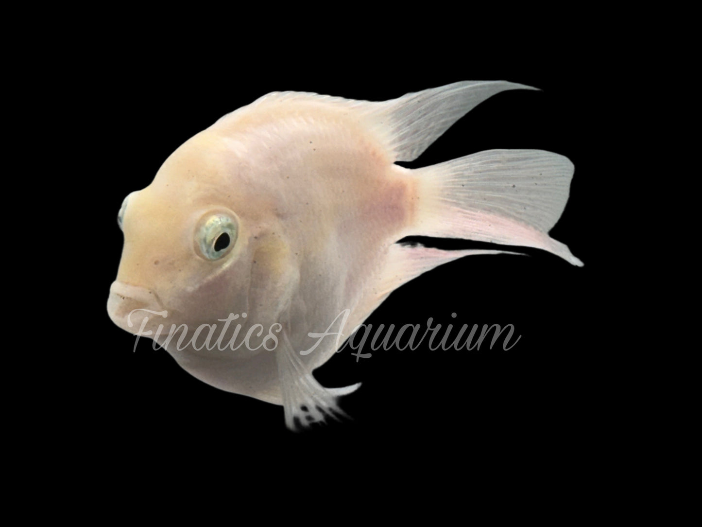 One Platinum White Parrot Cichlid Approx 1” T266