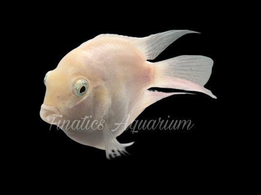 One Platinum White Parrot Cichlid Approx 1” T266