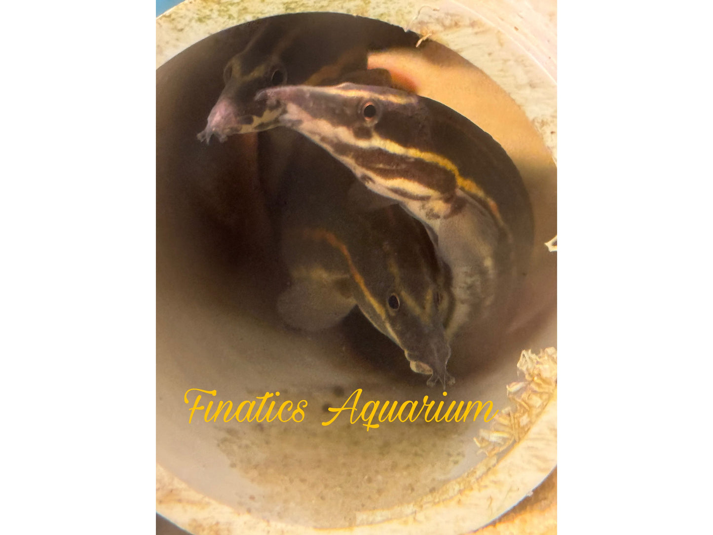 One Fire Eel-Fish  Freshwater Approx 3-4” T105