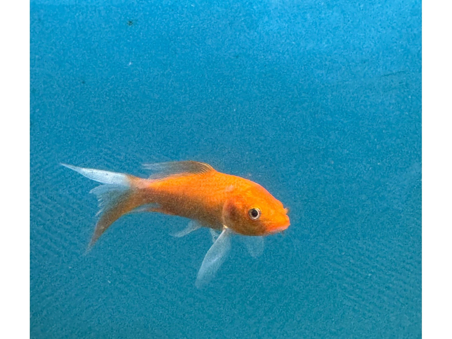 Assorted Butterfly Koi Approx 3”