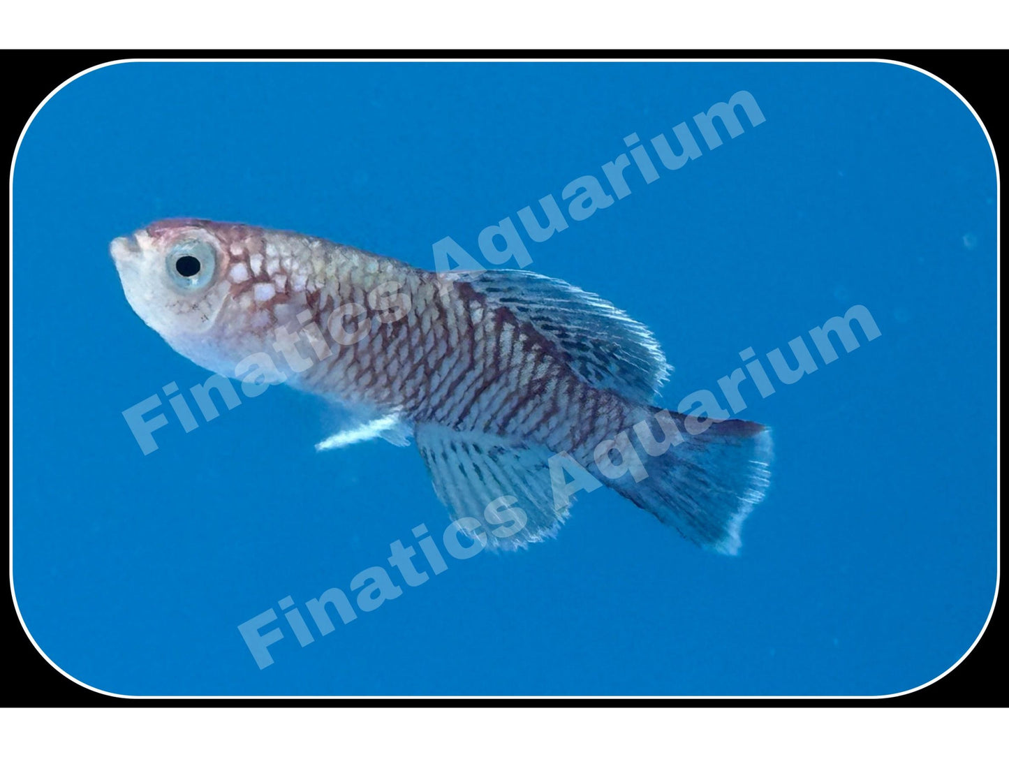 One Killifish Eggersi Orchid Red