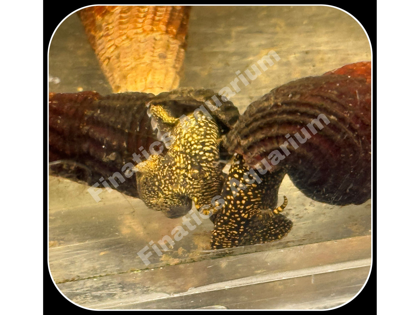 One Yellow Spotted Rabbit Snail