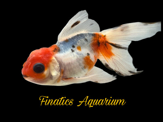 One Oranda Goldfish Approx 2”  WYSWYG  r2045