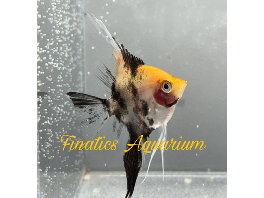 One Red Devil Koi Angelfishn Approx 1.5-2”