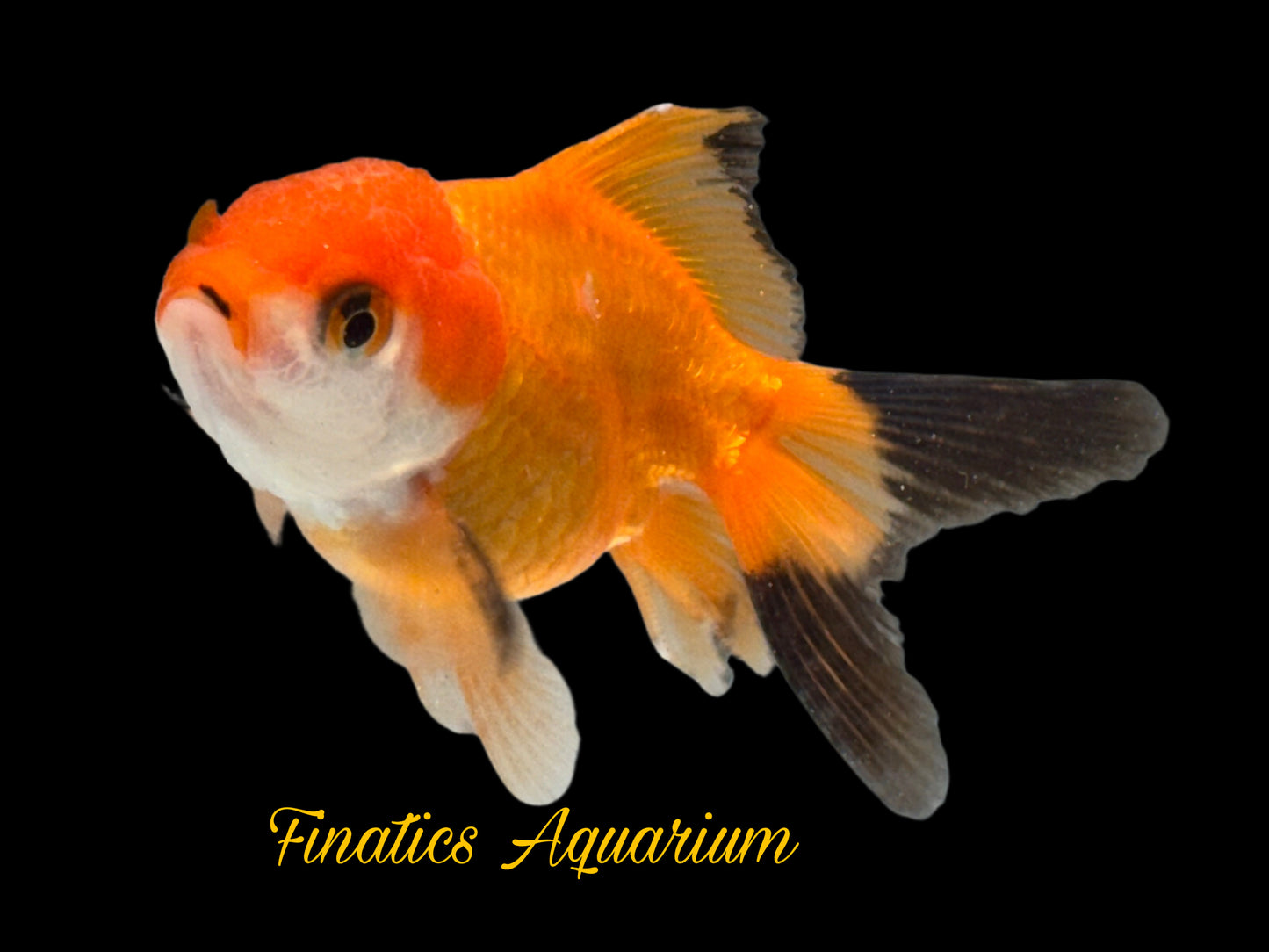 One Oranda Goldfish Approx 2-3” WYSWYG r2030