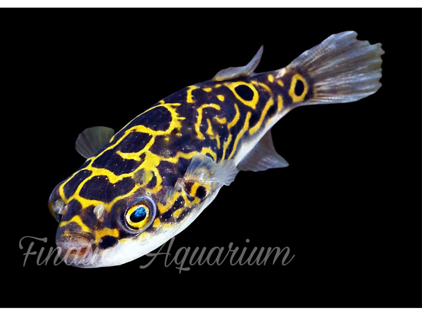 One Figure 8 Freshwater Pufferfish Approx 2-2.5”