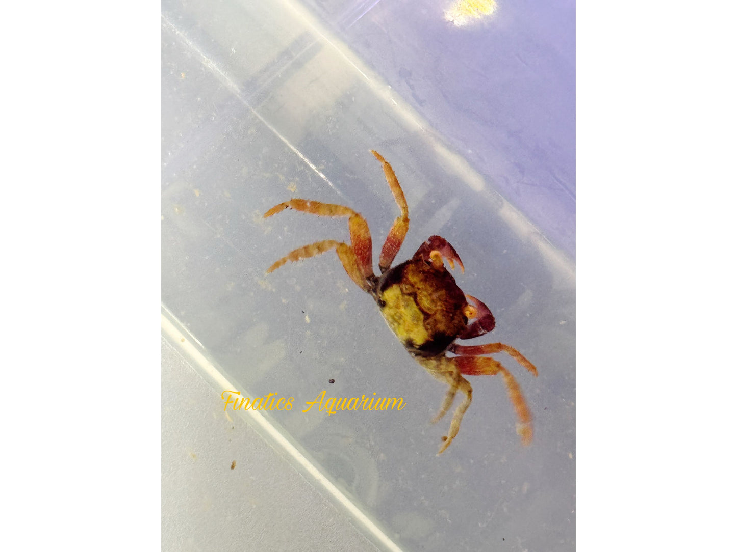 Orange Rainbow Vampire Crab - Freshwater (Geosesarma tiomanicum)