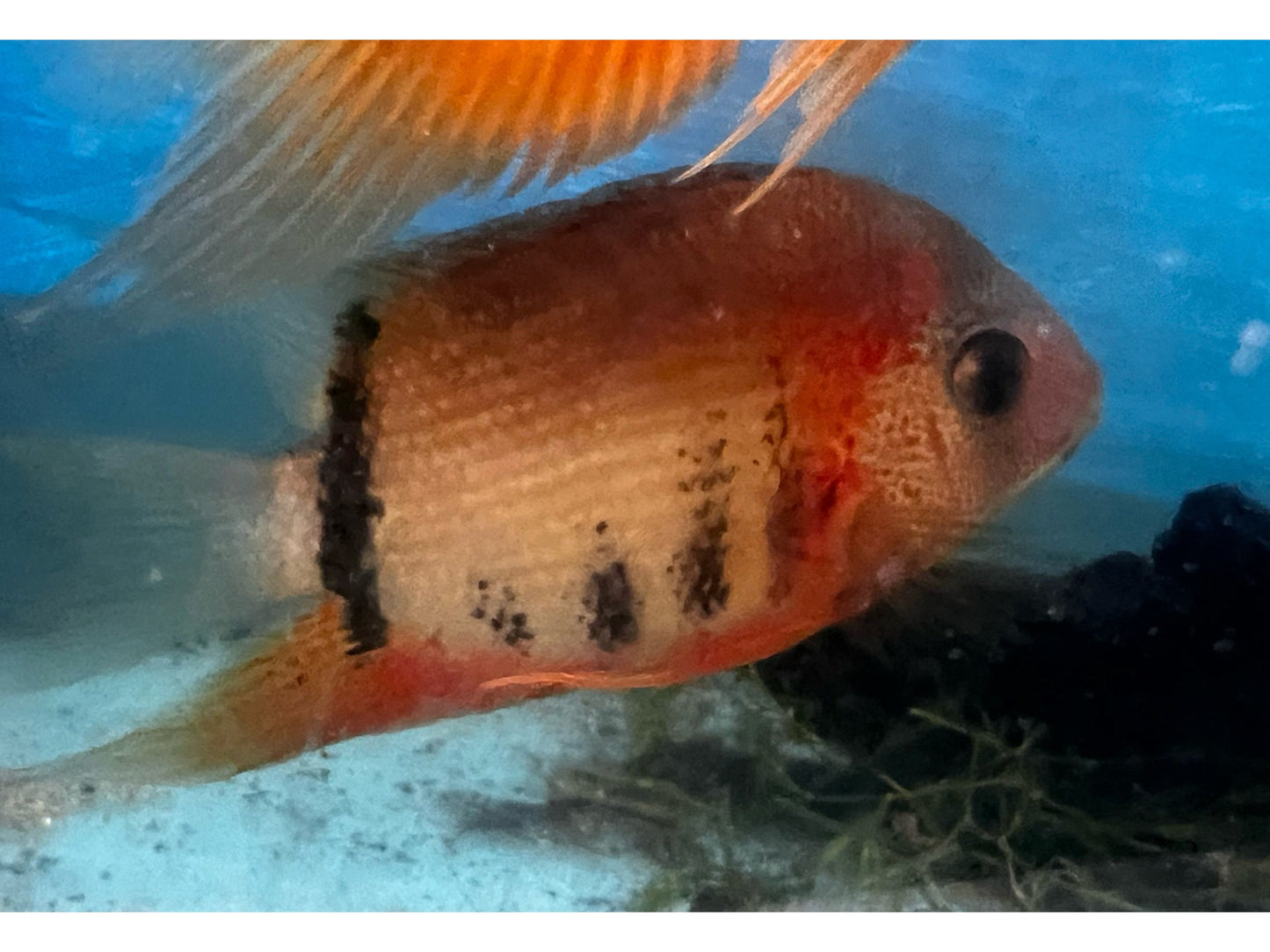 Orange Shoulder Sevrum 5” WYSWYG