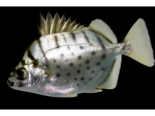 One Silver Scat Fish Approx 1.5-2" T231