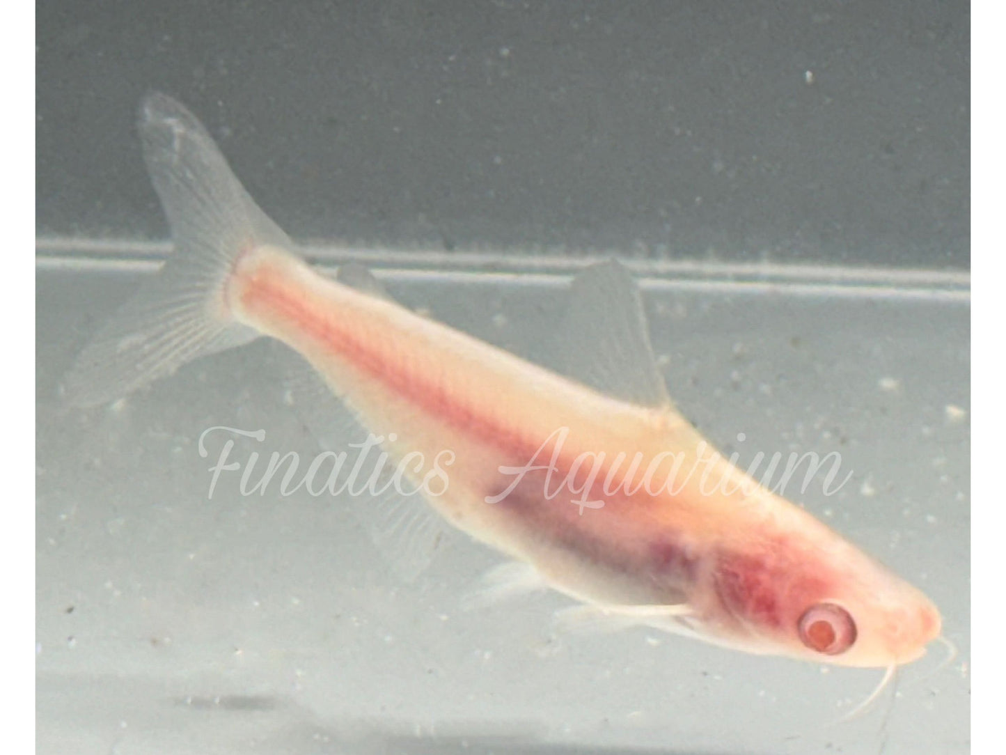 One Albino Pangasius Catfish Approx 2-3”
