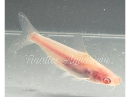 One Albino Pangasius Shark-Fish Approx 2-3” T221 (Pangasianodon hypophthalmus)