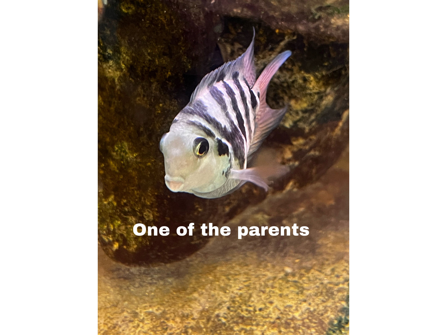 Hybrid Cross Polar Blue Parrot - Dad Platinum White Parrot Mom Polar Blue Parrot