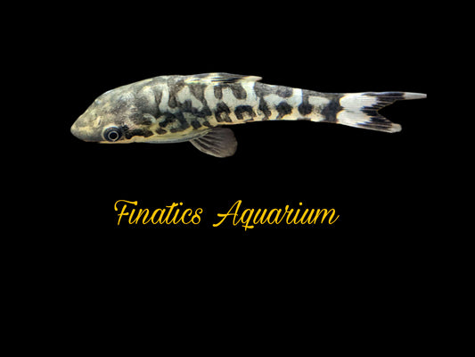 One Zebra Otocinclus Algae Eater Approx 1"