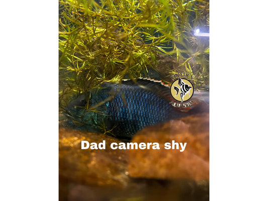 One Taiwan Reef Cichlid