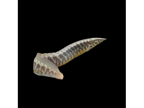 One Zig Zag Eel-Fish Freshwater Approx 4-6” T107