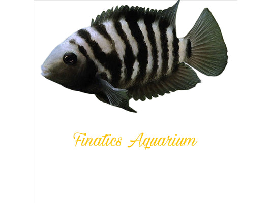 One Blue Convict Cichlid Approx 1.5-2” T179