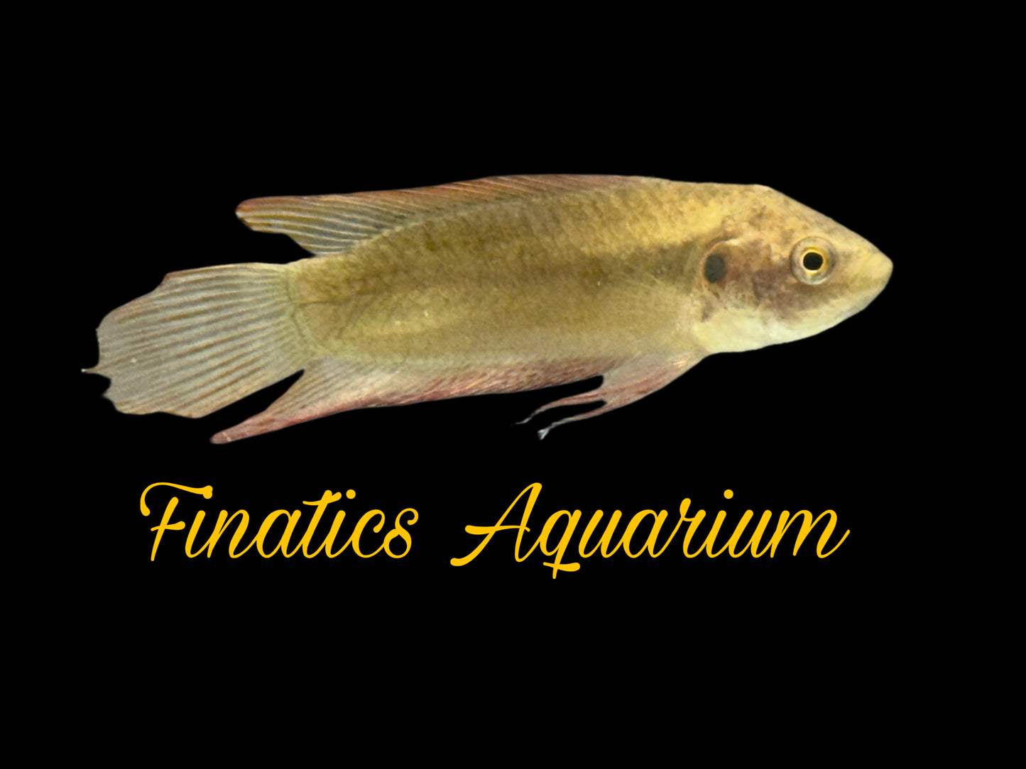 One Round Tail Paradise Gourami WYSWYG Approx 2” T136
