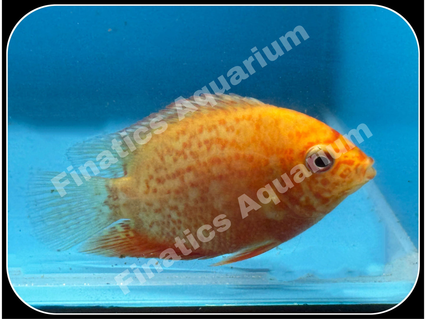 One Red Severum Approx 2.5-3"