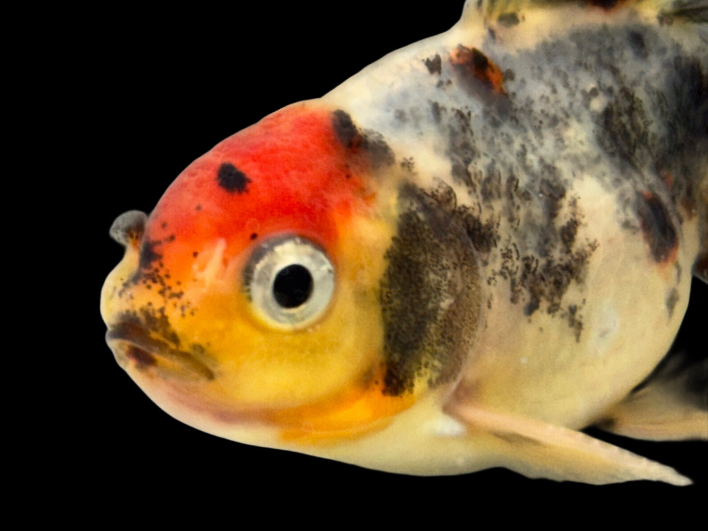 One Oranda Goldfish Approx 2” WYSWYG r2041