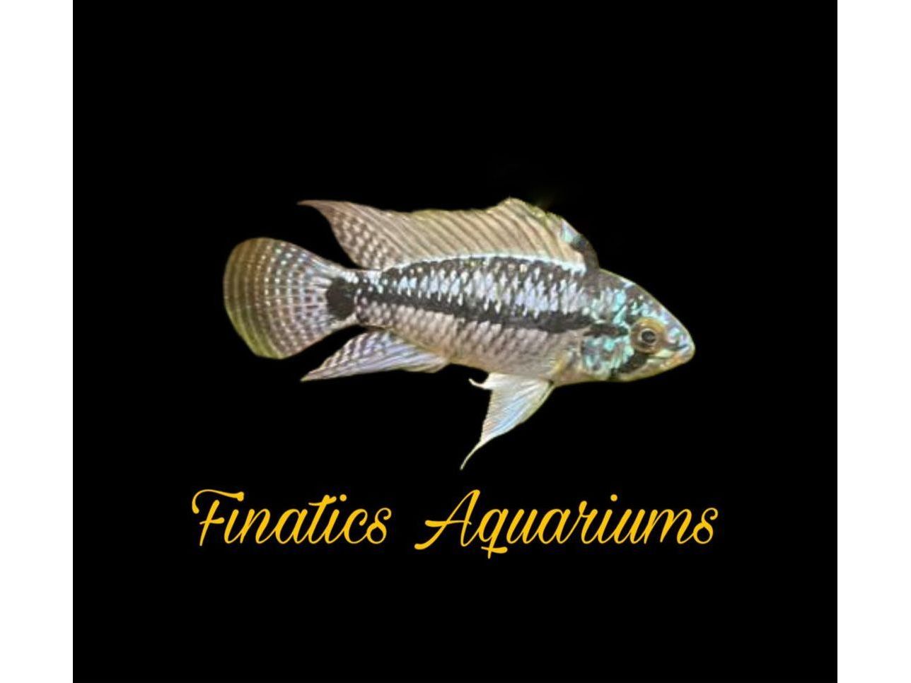 Apistogramma Borelli Dwarf Cichlid Approx 1" T192