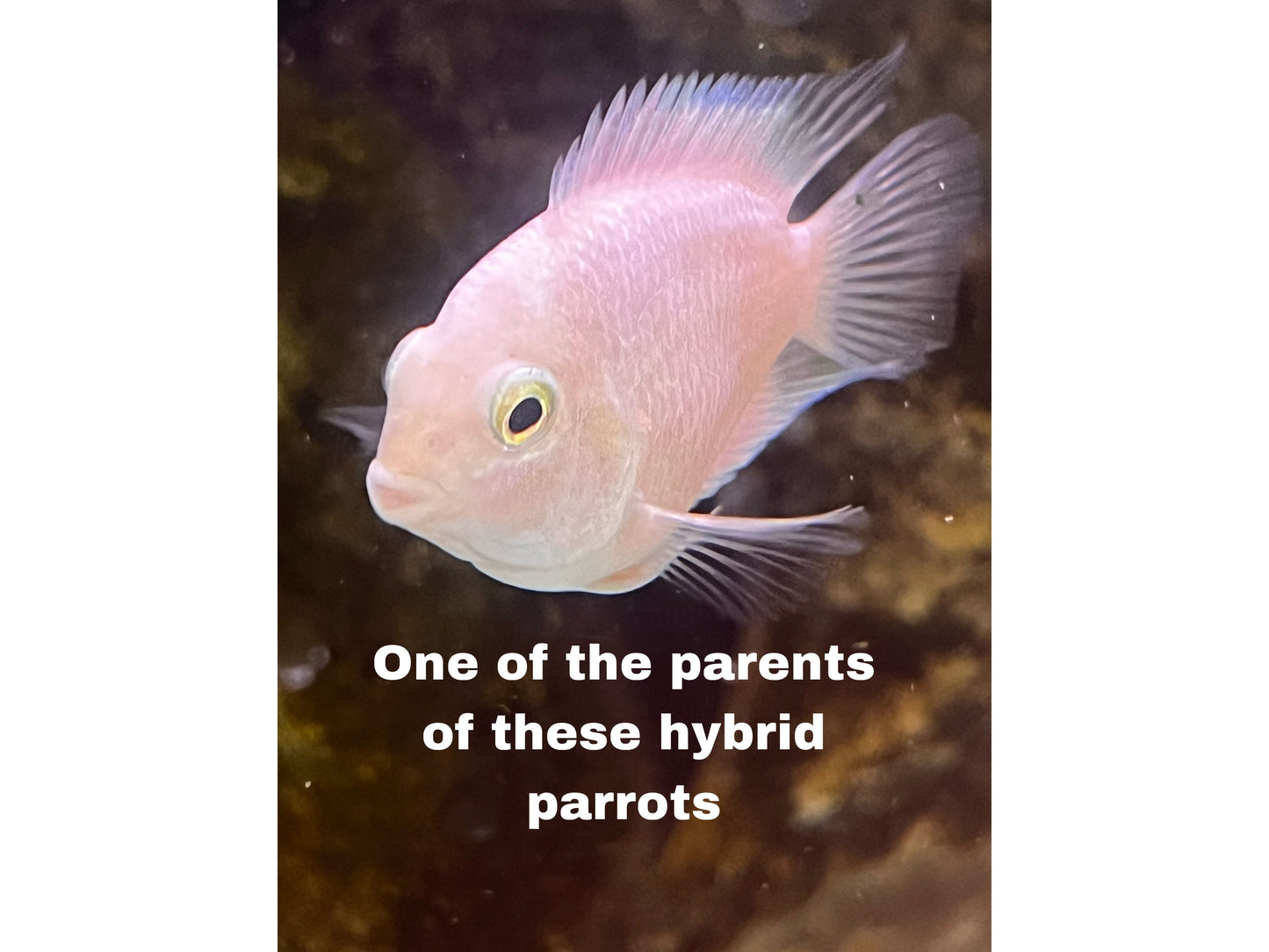 Hybrid Cross Polar Blue Parrot - Dad Platinum White Parrot Mom Polar Blue Parrot