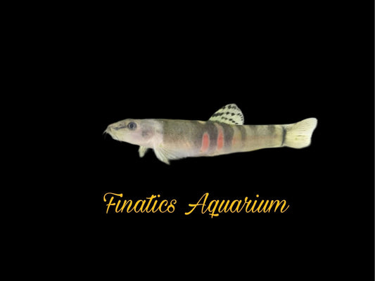 One Sumo Loach Approx 1.5-2” T157