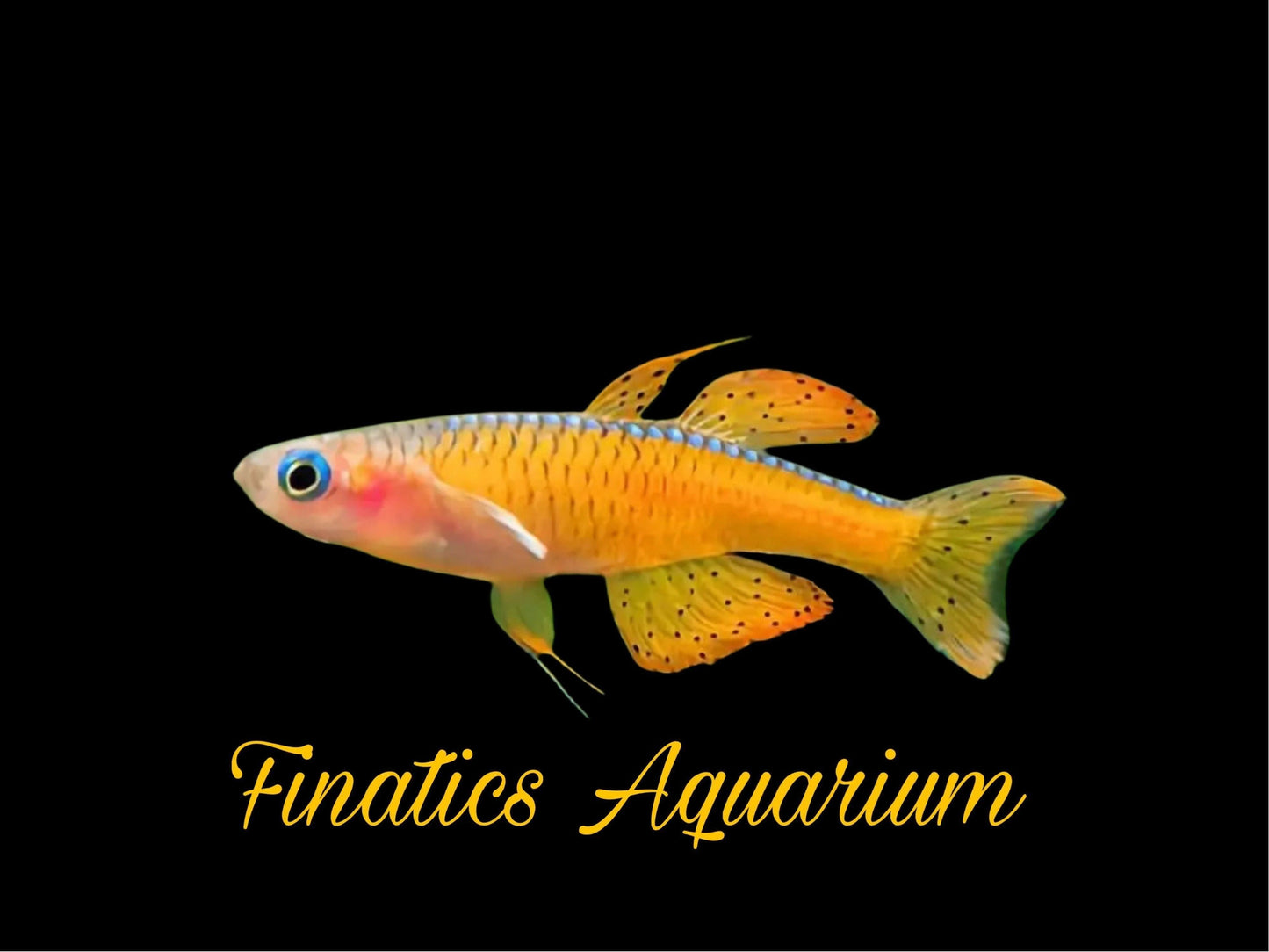 Paska’s Red Neon Rainbow Fish Approx 1” (Pseudomugil Passai) T160