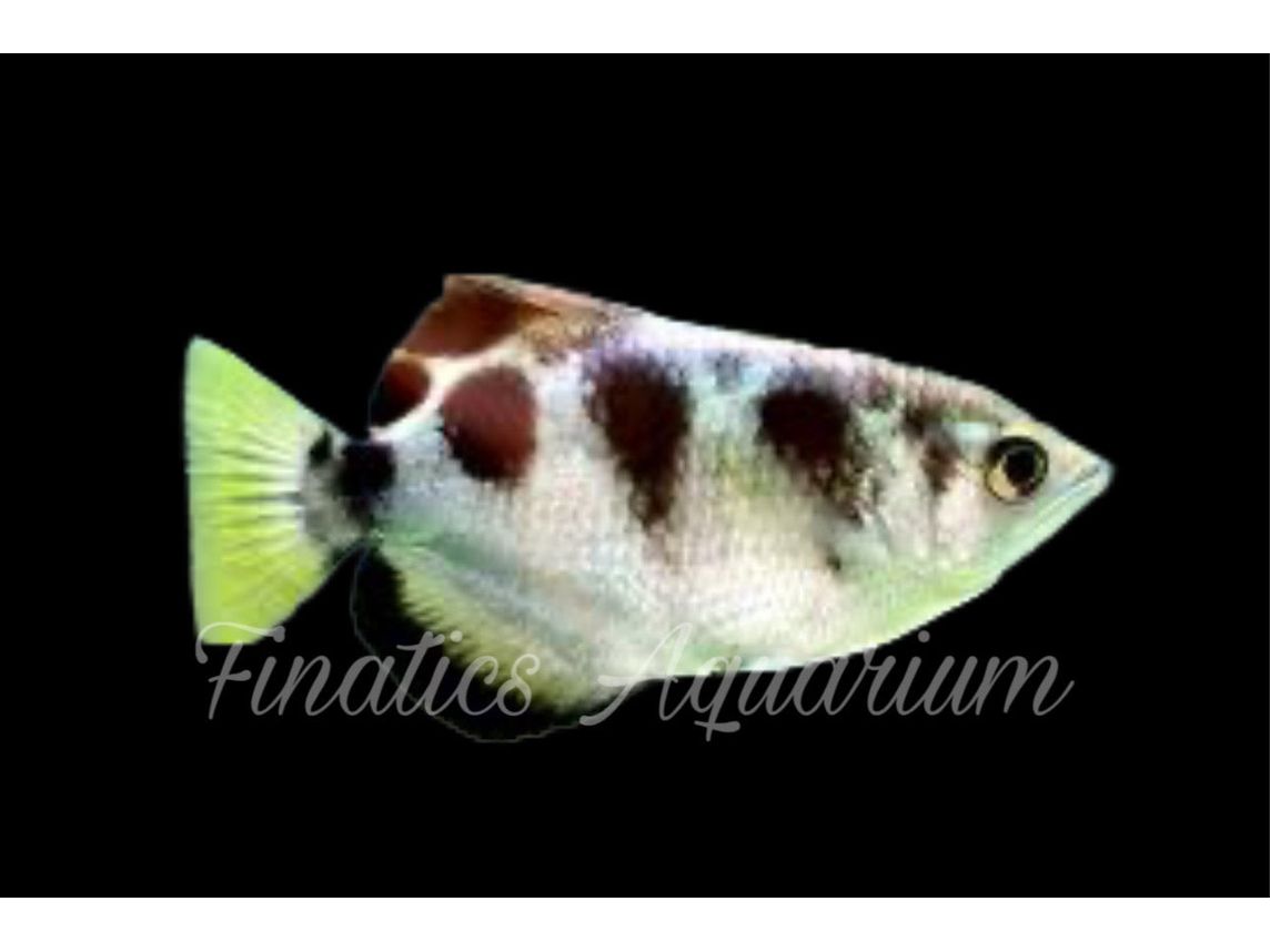 One ArcherFish - Toxotes Jaculatrix Approx 1.5-2” T182