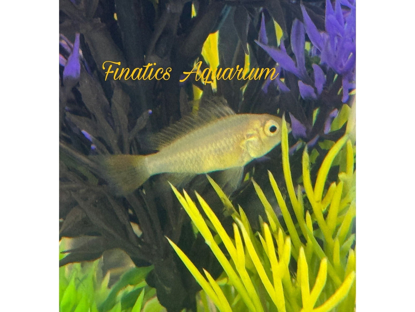 One Dwarf Cockatoo Lemon Cichlid Approx 1” T197