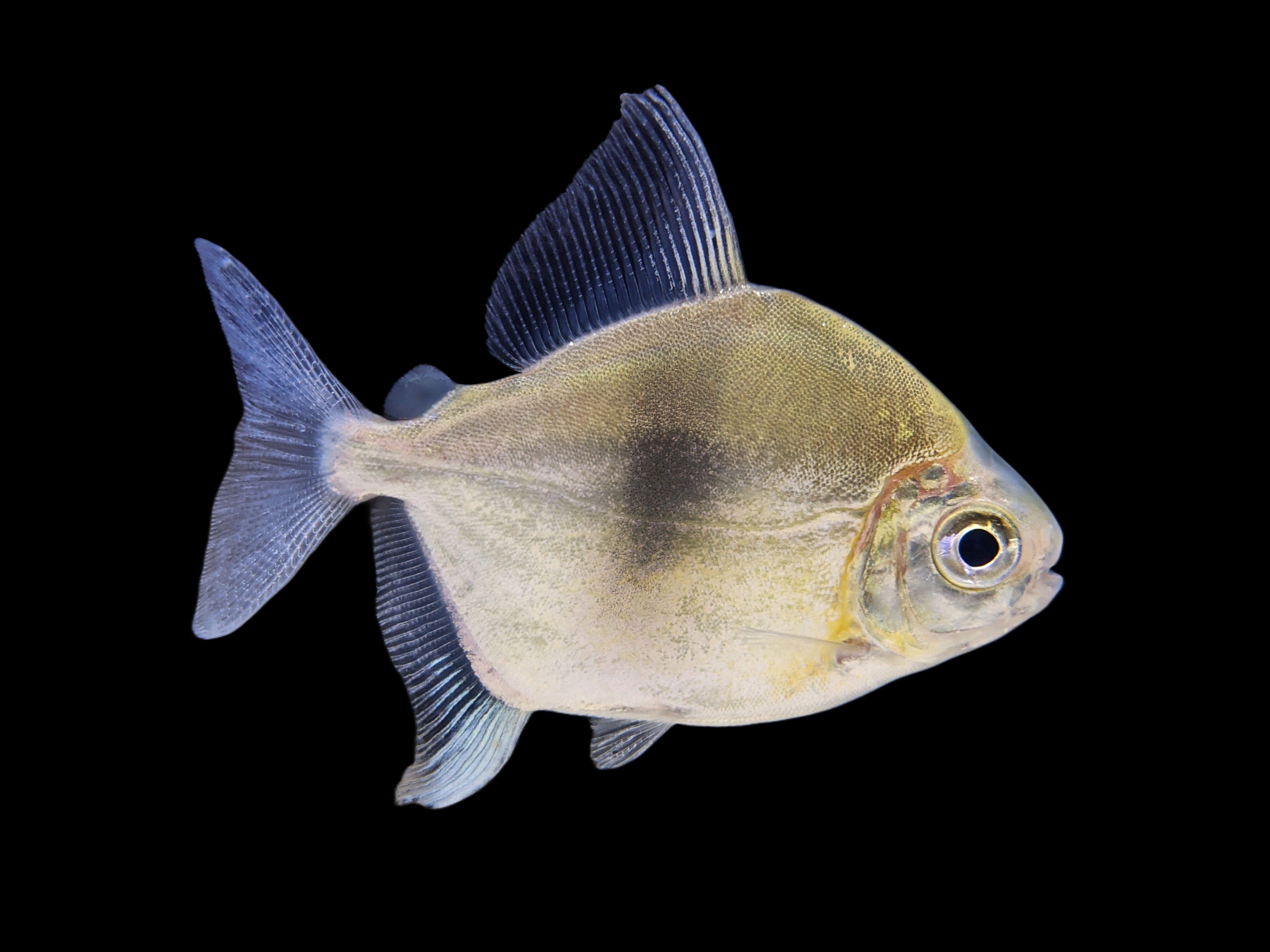 blue hook silver dollar fish Sailfin Red (Myleus setiger) Upscale Aquatics Black Bar Myleus (Myleus schomburgkii)
