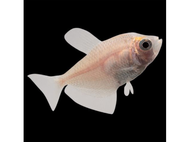 One White Skirt Tetra T172
