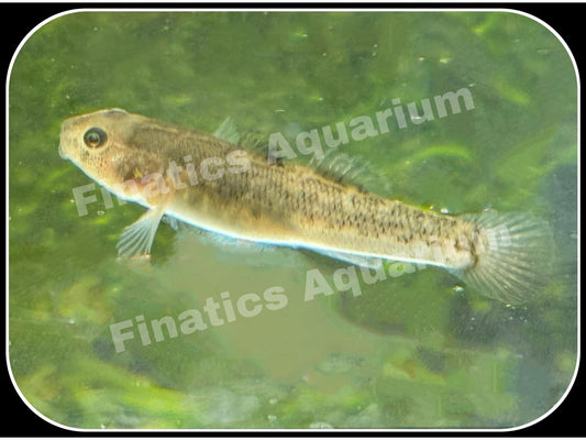 Australian Desert Goby Live Fish Freshwater