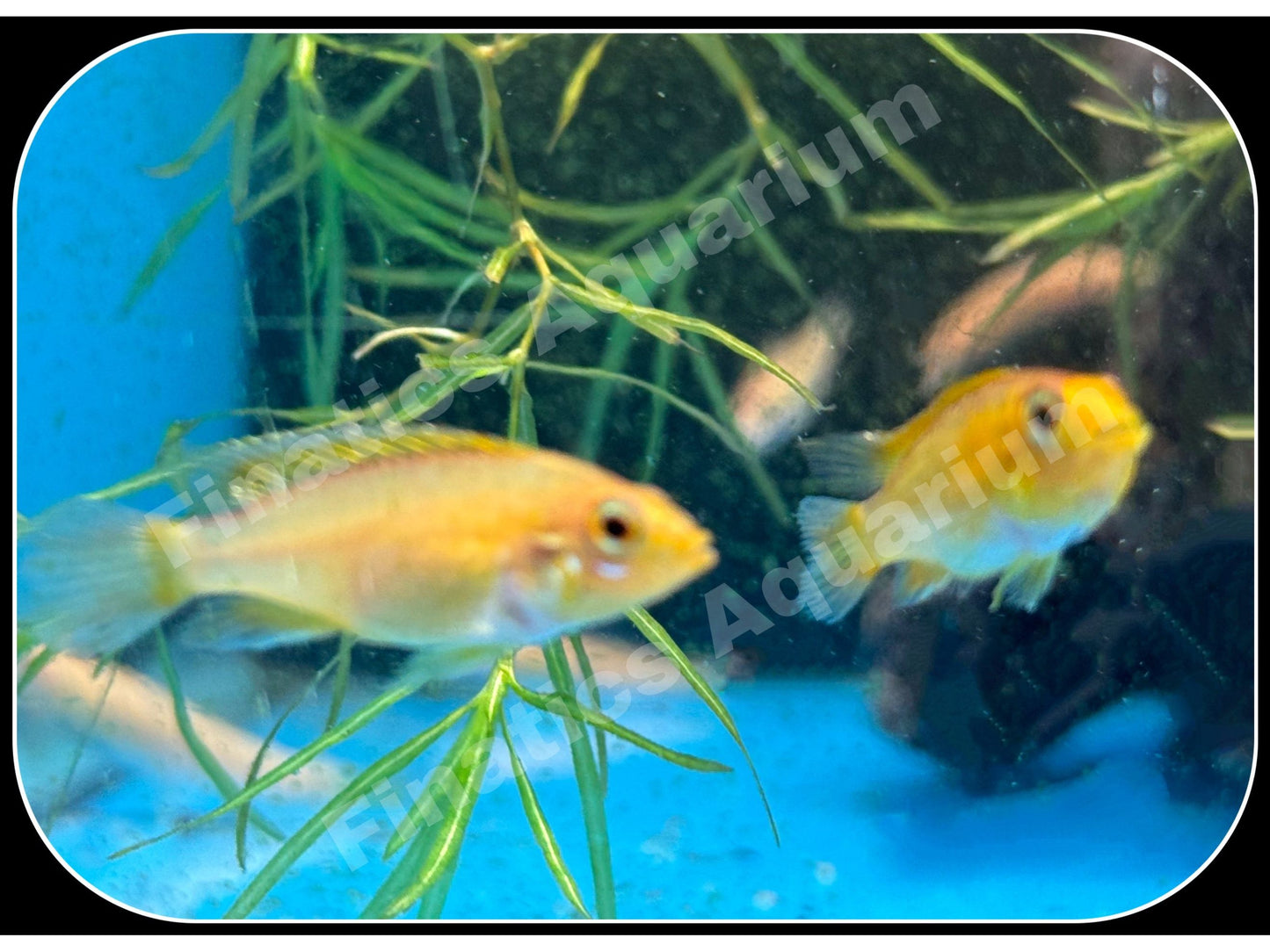 Dwarf Agazzi Flame Red Cichlid